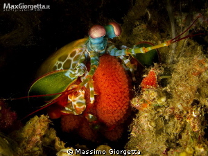 future - Mantis with eggs by Massimo Giorgetta 